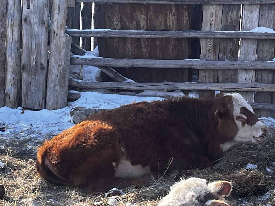 Продам 2 бычка..