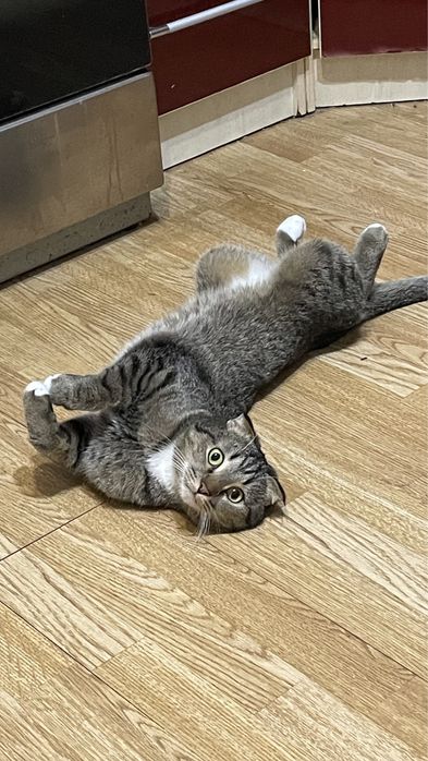 Кошкаа астанаааа бесплатнооо