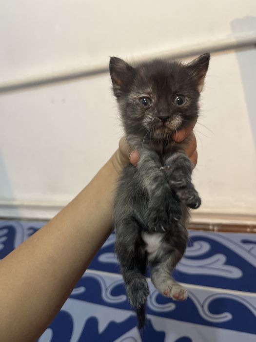 Котята отдам в хорошие руки
