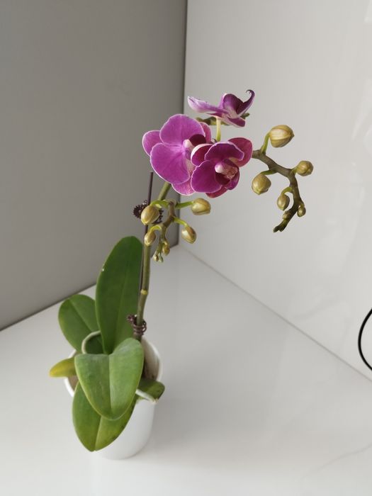 Продам цветущие орхидеи