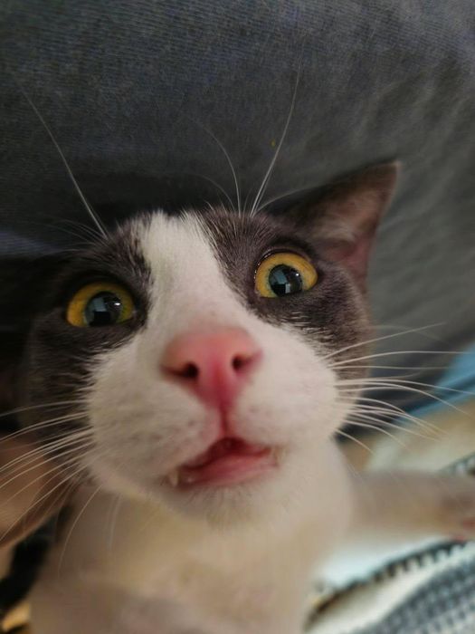 Motanei spre adoptie