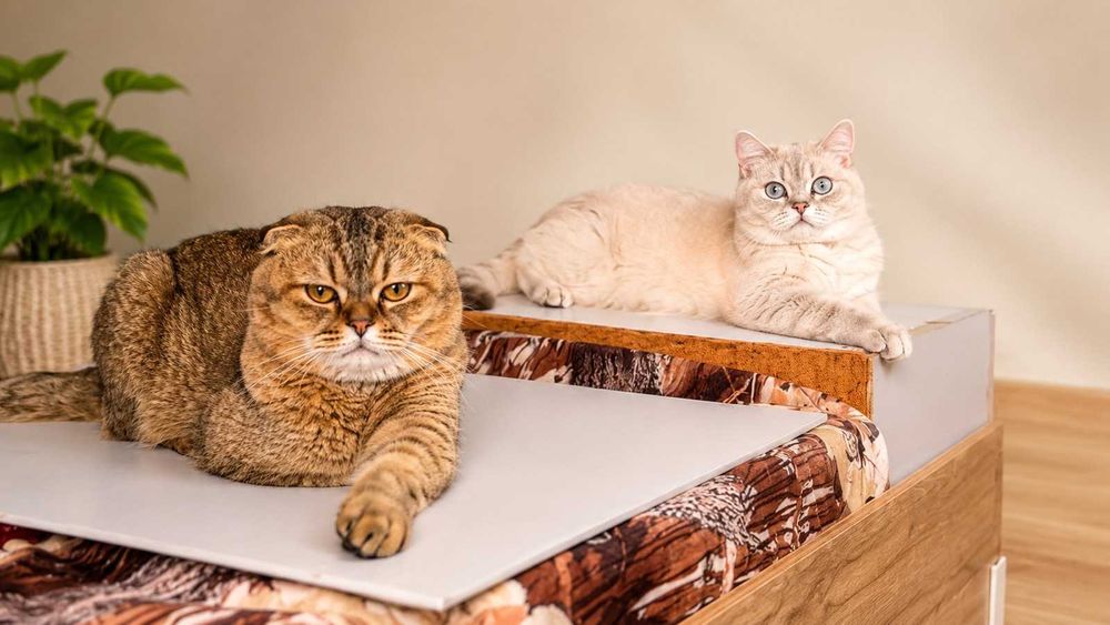 Невероятни шотландски котенца