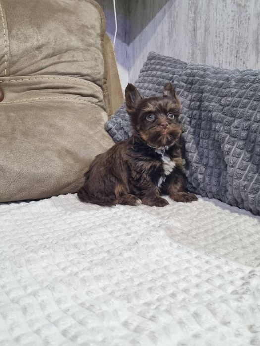 Мини Йорки женско