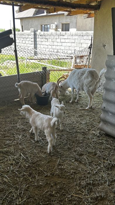 Орыс ешкі сатылады