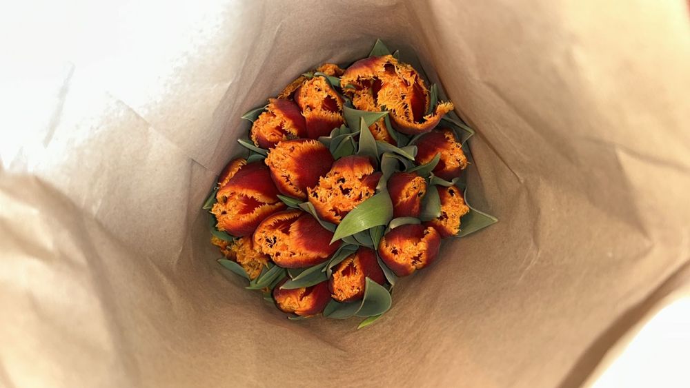 Тюлпаны оптом и в розницу