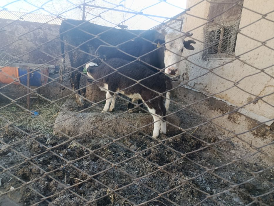 Бұзаулы сиыр(Жуас сиыр)