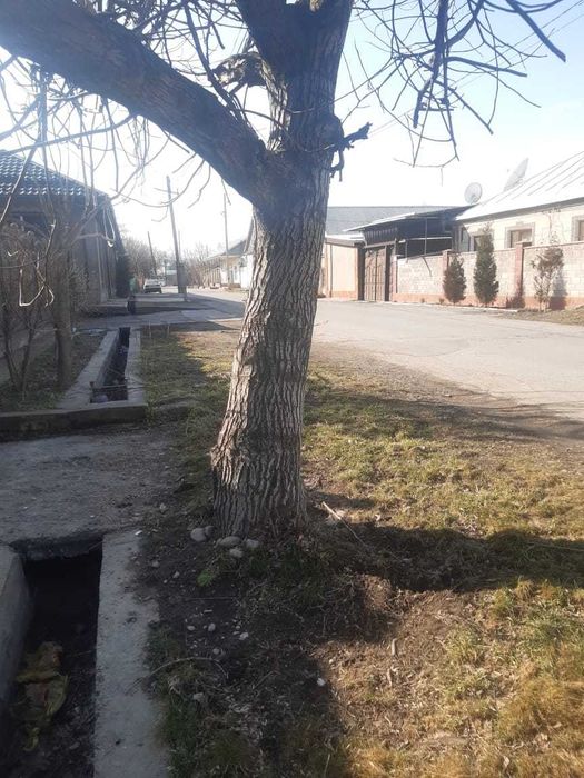 отдам бесплатно ореховое дерево