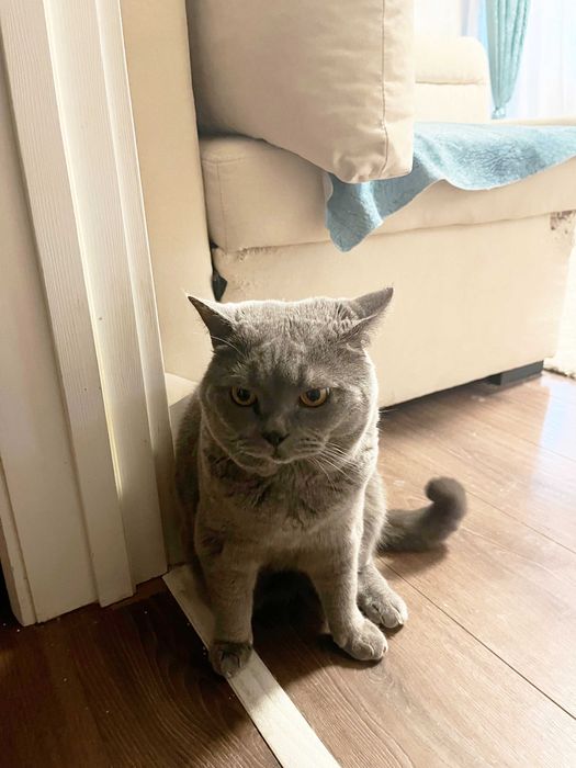 Британски късокосмести котета