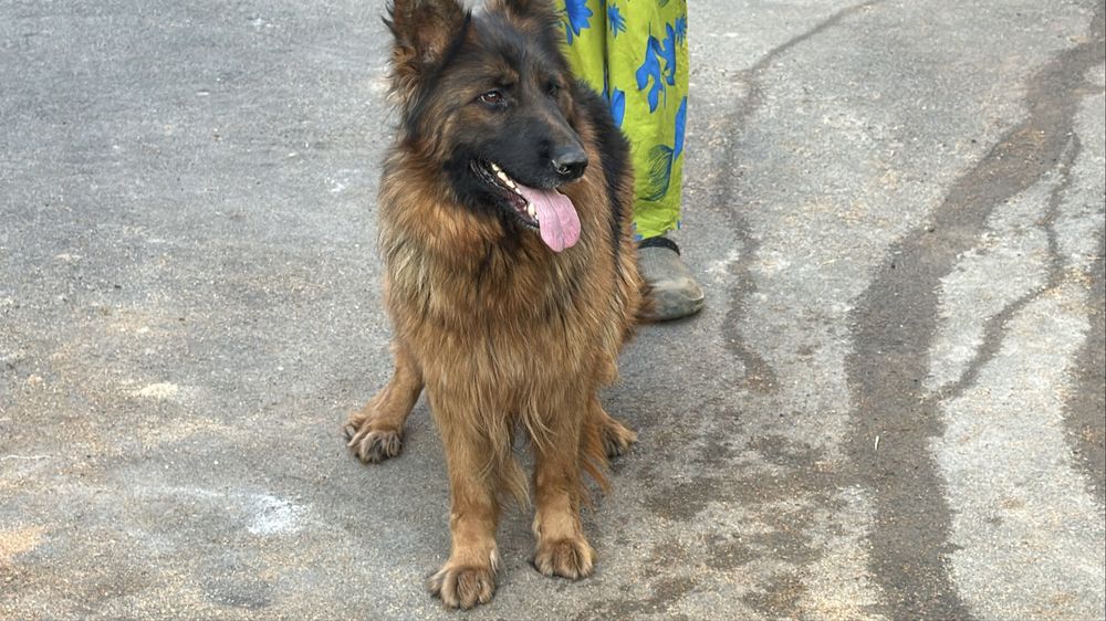 Немецкая овчарка  сука с документами