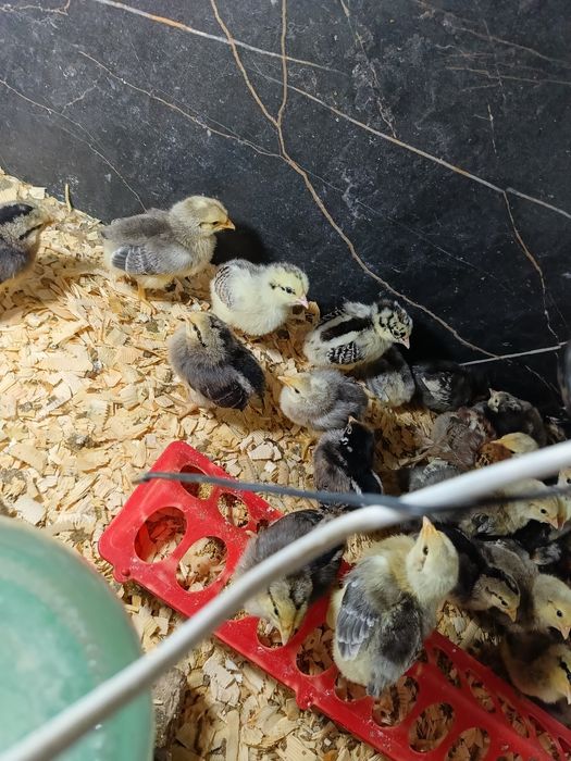 Цыплята недельные