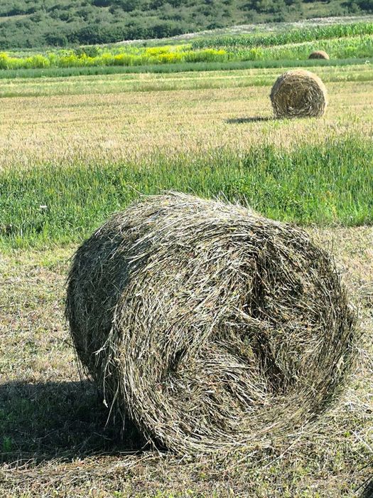Vând baloți lucernă de calitate.