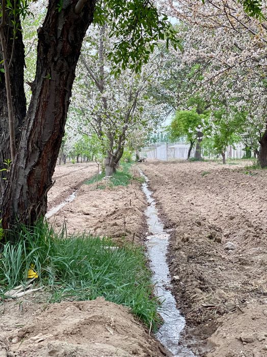 Tayyor bog’ sotiladi