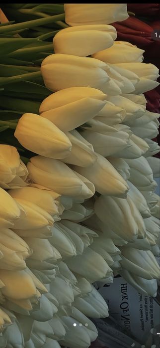 Тюльпан оптом  к 8 марта