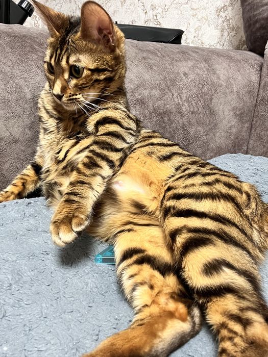 Бенгальские котята