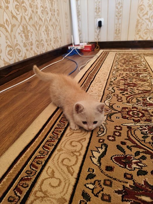 Котята Британские шиншиллы