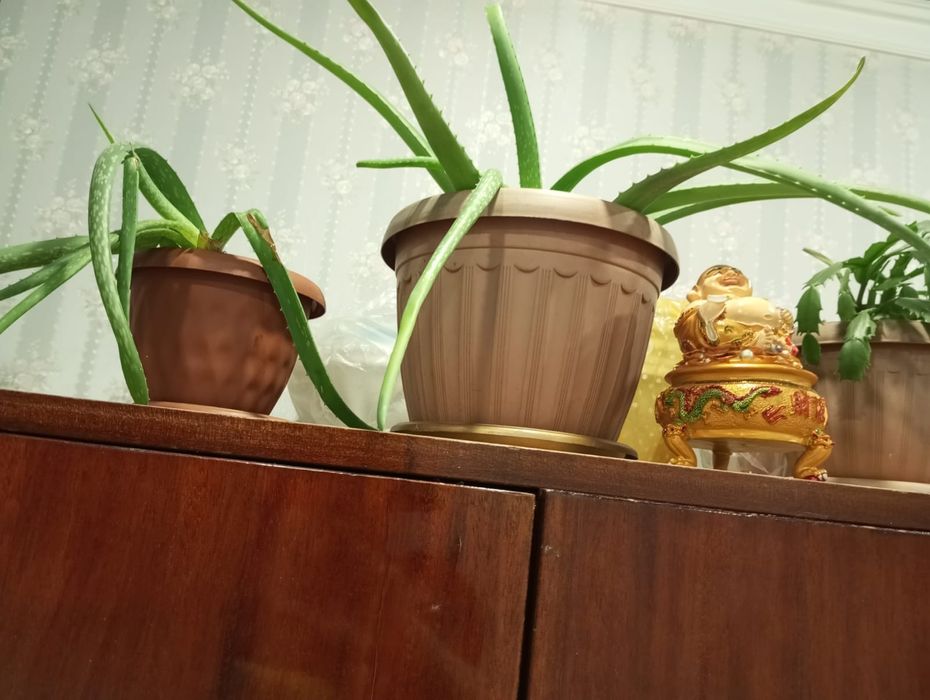 Продам Алоэ цена от 1500 до 2500