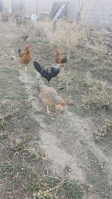 Петушки кучински