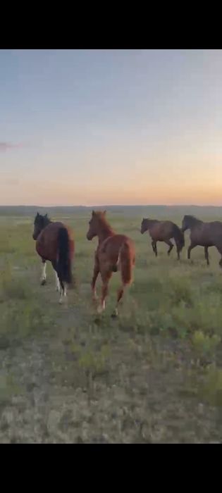 2 бие сатылады жабагыларымен