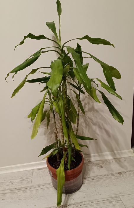 Драцени маргината и драцена фрагранс 100-120см