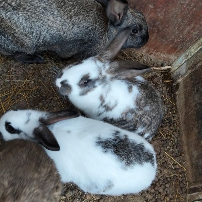 Семья кроликов.Қояндар отбасымен