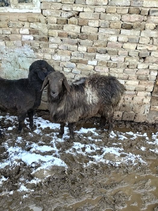 Уш бас токты кошкар сатылады