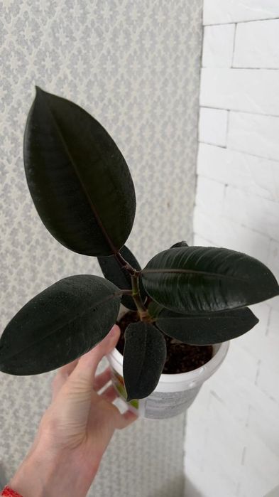 Фикус абиджан абиджан