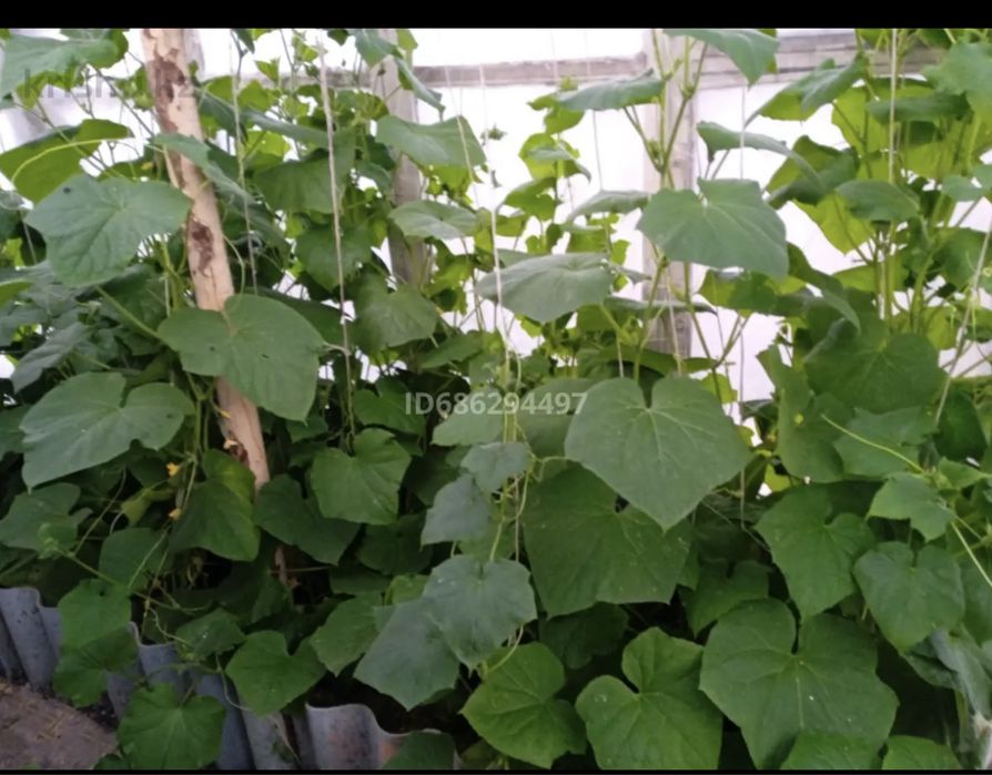 Продаю двухквартирный дом