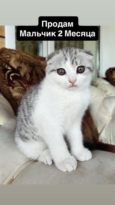 Британский Котенок Мальчик