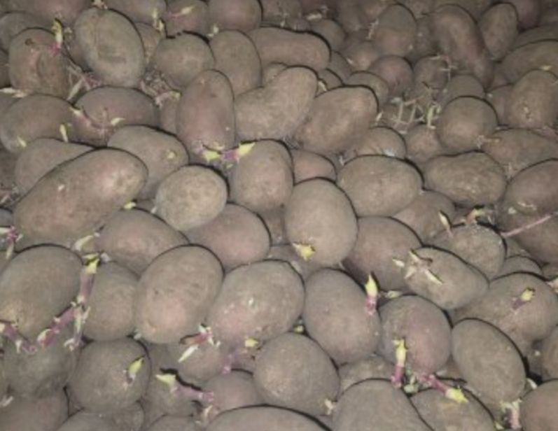 Cartof SÃMÂNTÃ Cl. Elitã , CV- Reci