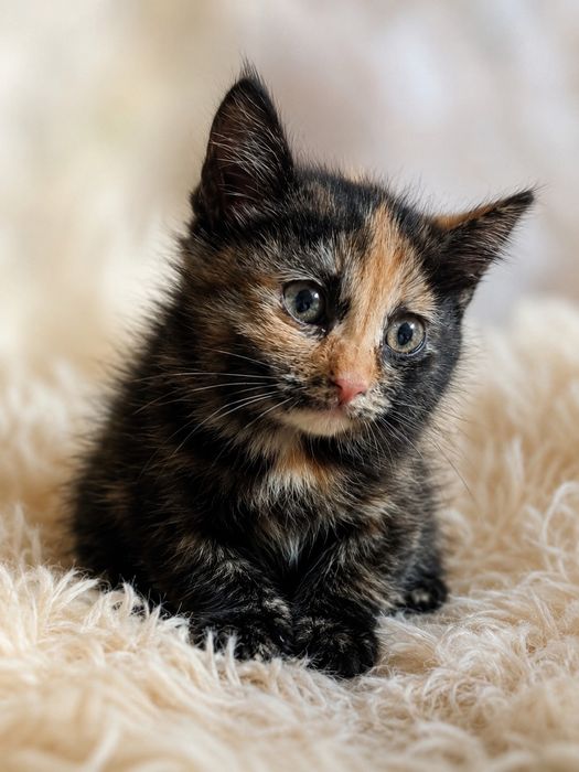 Котёнок.. Девочка. Черепаховый окрас.