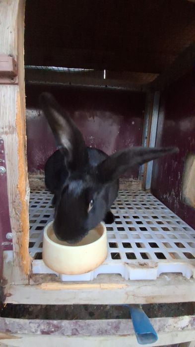 Quyon Sotiladi 4- Kilo