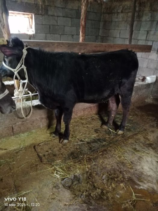 Продам телучку .