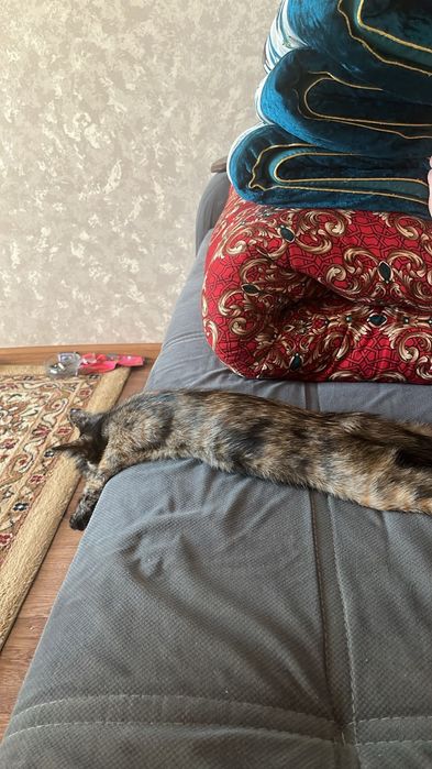 Отдам кошку бесплатно.