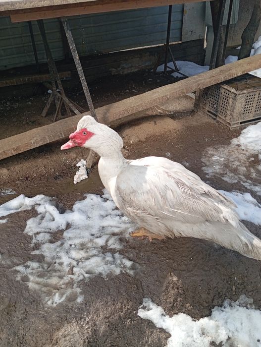 Индоутки продам в