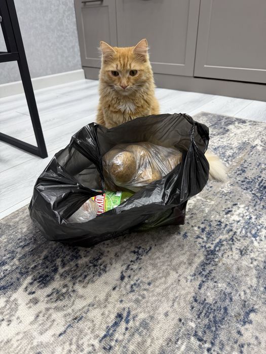 Отдам кота в добрые руки