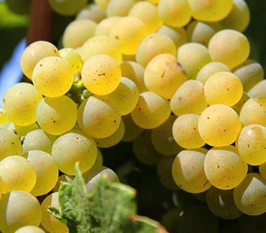 Butasi vita de vie 1-2-3