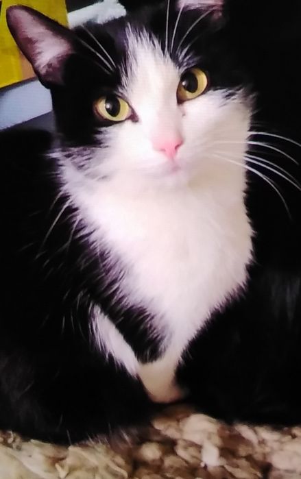 Кошки в добрые руки