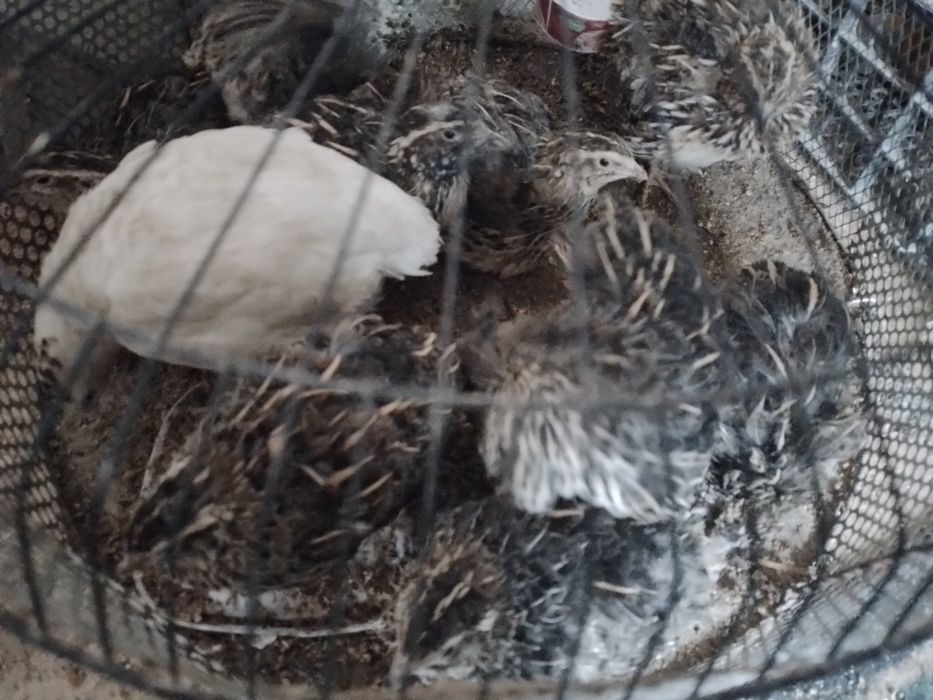 Бедона тухумга соглом