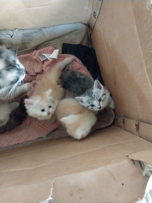 Отдам котят в добрые руки