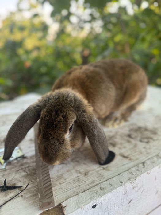 Macul berbec  german