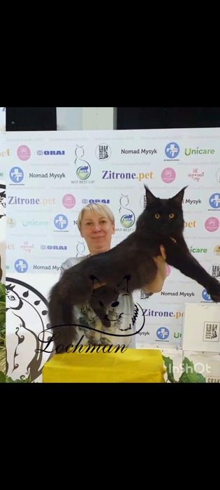 Мейн-кун котята с питомника