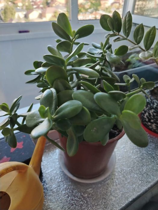 Комнатные растения