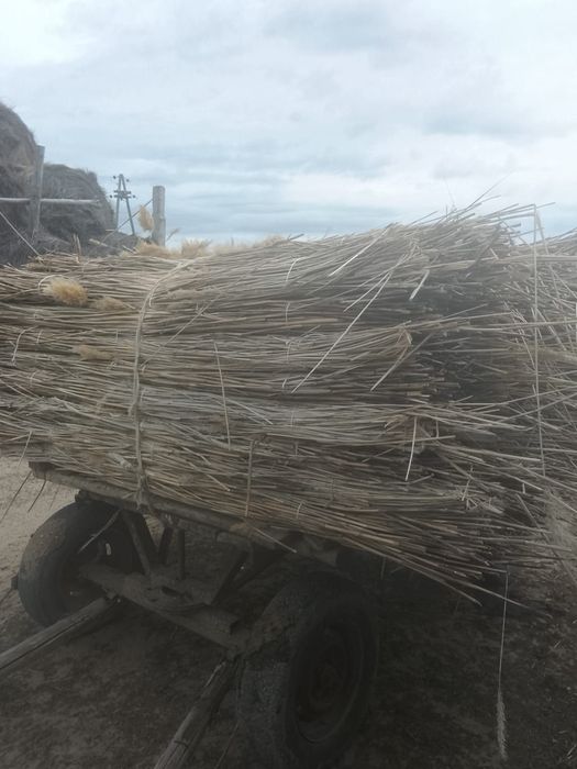 Камыс сатылады. Камыш