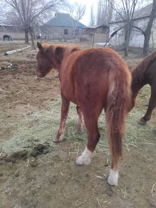 Тай сатылады ааа