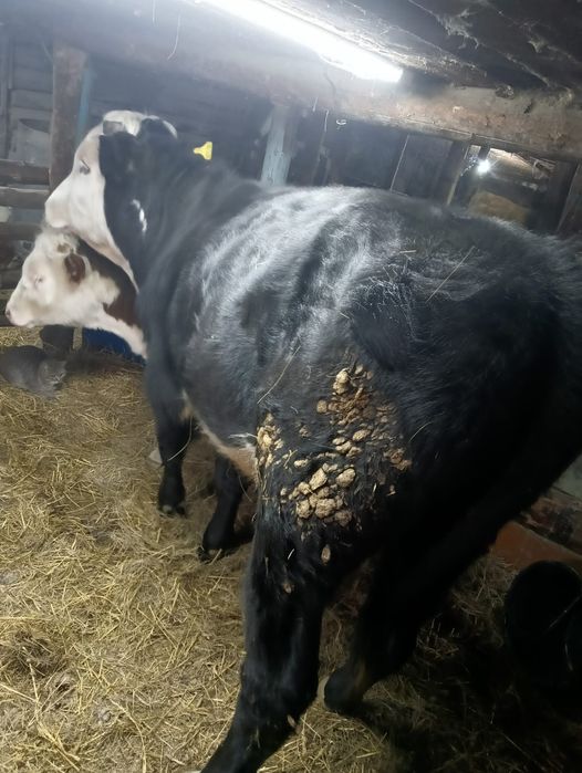 Бык Февральский на откорме 1 семец