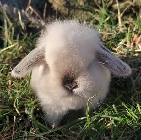 De vanzare Iepurași drăgălași