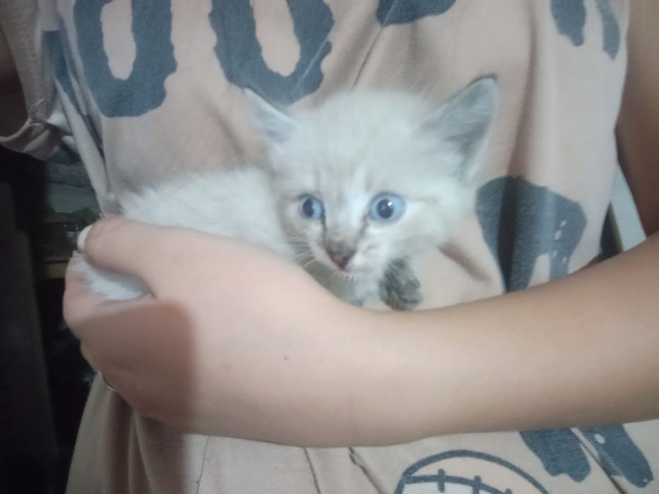 Отдам котят срочно