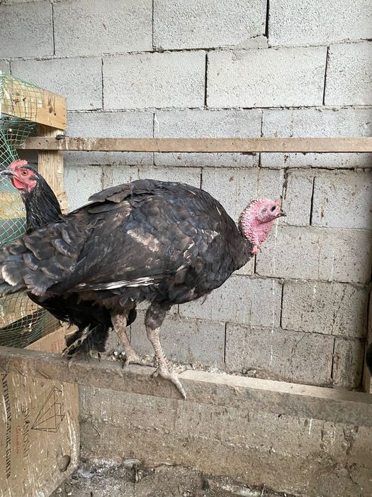 Продам индюк чёрный