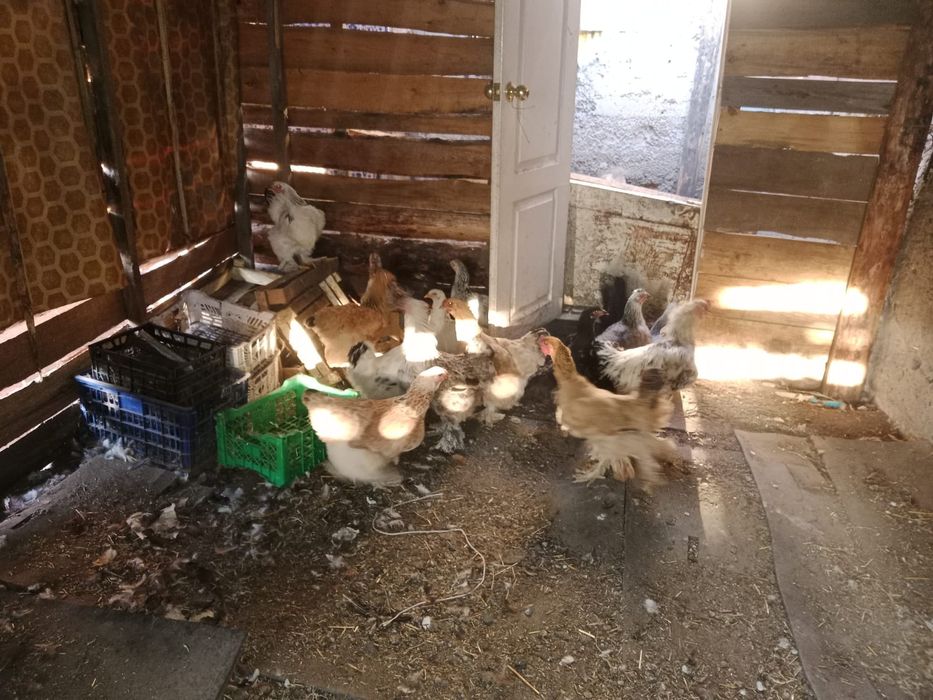 Продам курей брамы