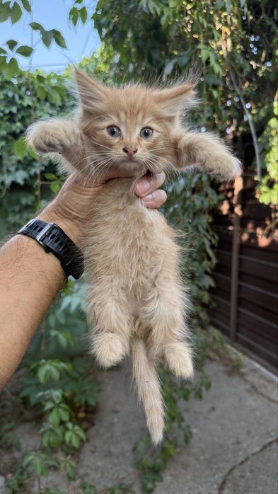 Котик 1 месяц ищет хозяев